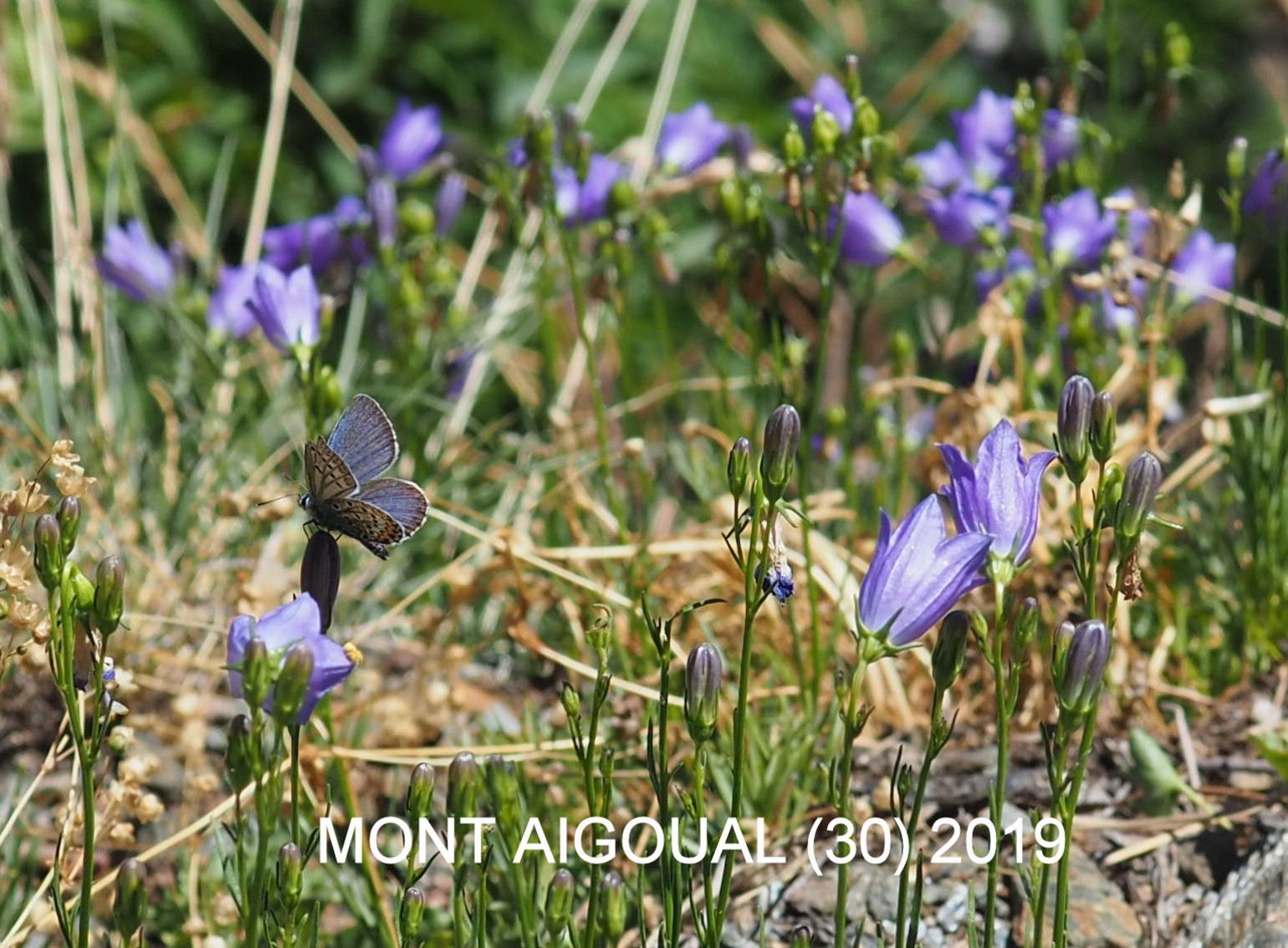 Harebell